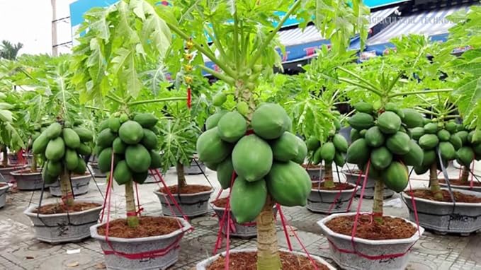 Papaya Potting Mix - Promote Strong Roots and Bountiful Yield with Our Premium Blend - 4 Quart