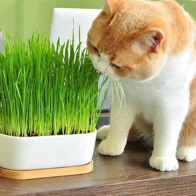 Premium Organic Cat Grass Mix by Gardenera - Support Your Cat's Well-Being with a Nutrient-Rich Blend - 4 QUARTS