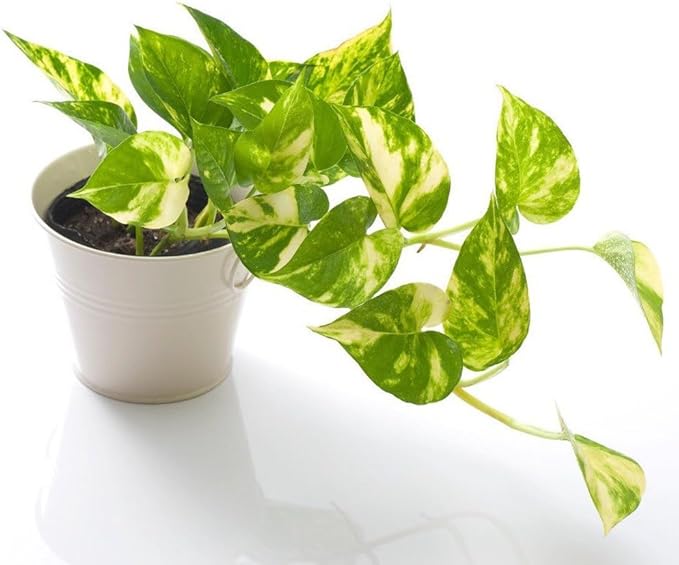 Epipremnum Potting Mix - Unlock Robust Growth and Gorgeous Foliage with Our High-Performance Formula - 20 Quart