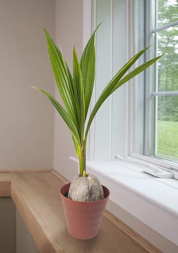 American Plant Exchange Coconut Palm Tree, Live Tropical Plant for Indoor & Outdoor Use, Malaysian Dwarf Green, Home, Garden, Landscape & Patio Décor, 2ft Tall with Pot Cover