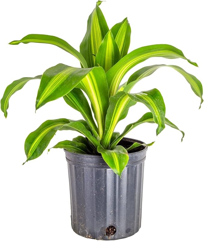 Premium Dracaena Potting Soil Mix - (1 Quart Bag)