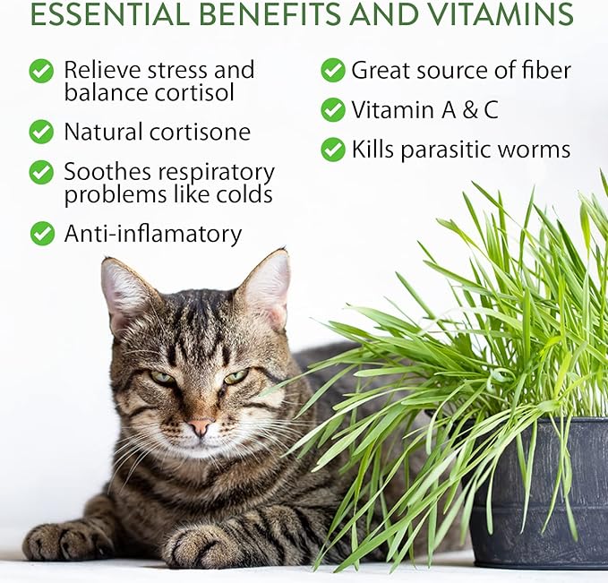 HOME GROWN 2,160+ Cat Plant Seeds Mix – 𝗡𝗢𝗡-𝗚𝗠𝗢 𝗨𝗦𝗔-𝗦𝗢𝗨𝗥𝗖𝗘𝗗 Heirloom Catnip, Lemongrass, Licorice, Thyme & Valerian – Pet-Friendly Indoor Garden Refill Kit for Cats & Kittens