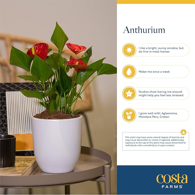 Costa Farms Anthurium Plant, Live Indoor Houseplant with Red Flowers, Easy Grow Flowering House Plant in Cute Décor Pot, Birthday, Housewarming, Get Well Soon, Home, Room, Office Décor, 12-Inches Tall