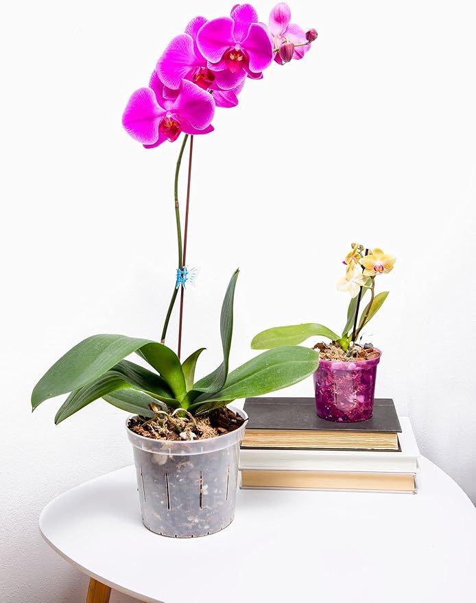 rePotme Orchid Pot - 8 inch Slotted Orchid Pots with Holes - 3 Pack (Rose Quartz)