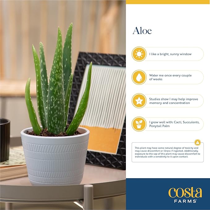 Costa Farms Aloe Vera (2 Pack), Live Succulent Plants, Easy to Grow Indoor Houseplants in Plant Pot, Air Purifiers in Potting Soil, Room, Home, and Office Décor, Housewarming Gift, 12-Inches Tall