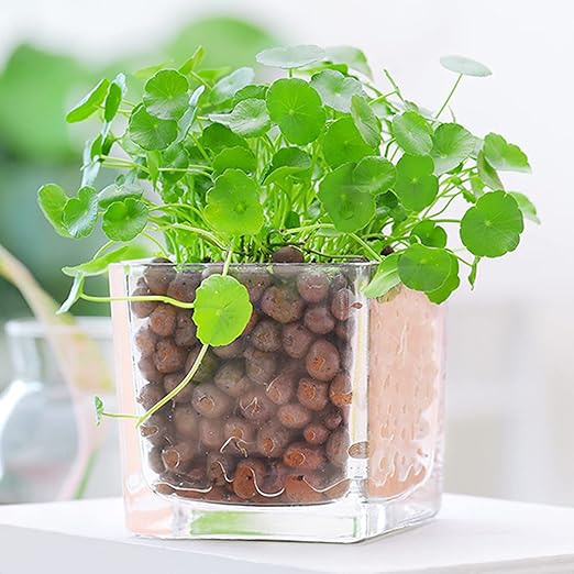 Leca Expanded Clay Pebbles 2LBS Grow Media for Indoor Plants Hydroponic Growing Gardening System Supplies …