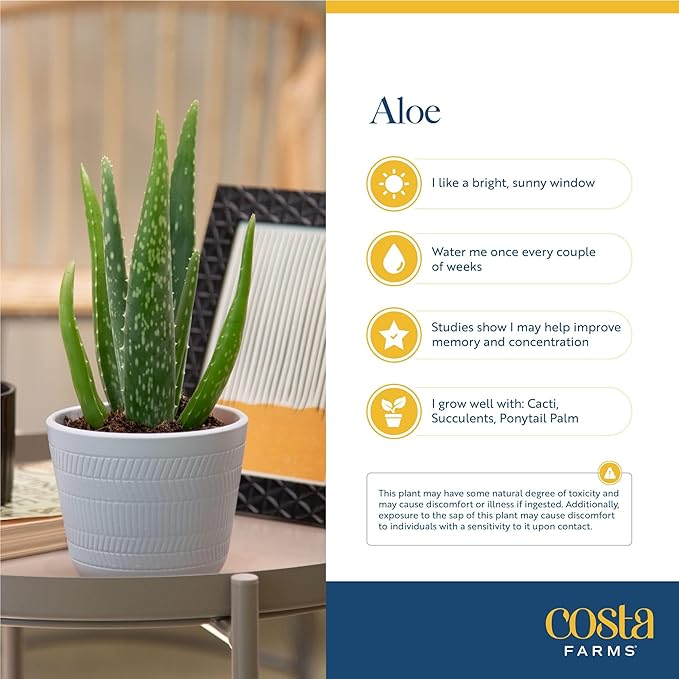 Costa Farms Aloe Vera (2 Pack), Live Succulent Plant, Easy Care Indoor Houseplant in Grower Pot, Natural Room Air Purifier in Soil, Living Room or Office Décor, New House Warming Gift, 12-Inches Tall