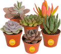 Costa Farms Succulents (6 Pack), Live Mini Succulent Plants, Grower's Choice Live Houseplants, Potted in Nursery Plant Pots, Potting Soil, Gift for Bulk Baby Shower, Bridal Shower, DIY Room Decor