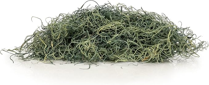 Premium Spanish Moss in Basil| Natural Preserved - Great Ground Cover - Filler for Potted Plants - by GARDENERA - 4 Quart Bag