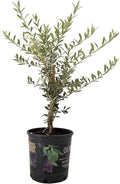 American Plant Exchange Live Olive Tree, Arbequina – Real Fruiting, Edible Indoor/Outdoor Houseplant – Medium 7.5-Inch Pot, Perfect for Home, Office, Patio & Garden Décor