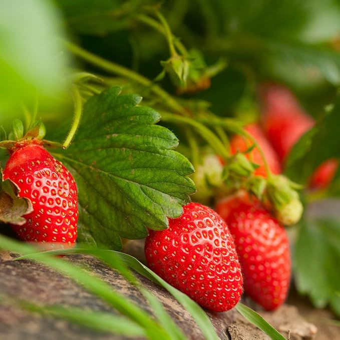 Bonnie Plants Strawberry, Live Plant, 19.3 oz. (4-Pack)