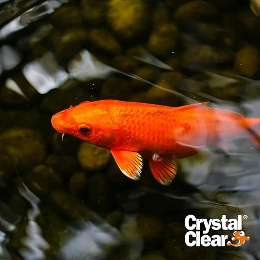 CrystalClear Algae D-Solv Pond Algae Control, Fast-Acting EPA Registered Algaecide, Use in Fountains & Outdoor Ponds Containing Koi & Other Fish, Treats 5,760 Gallons, 16 Ounces