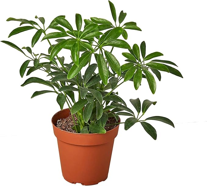 Umbrella Plant Premium Potting Mix - 20 Quart - Nourish Your Plants with Nature's Finest Ingredients (4 Bags of 5 QT)
