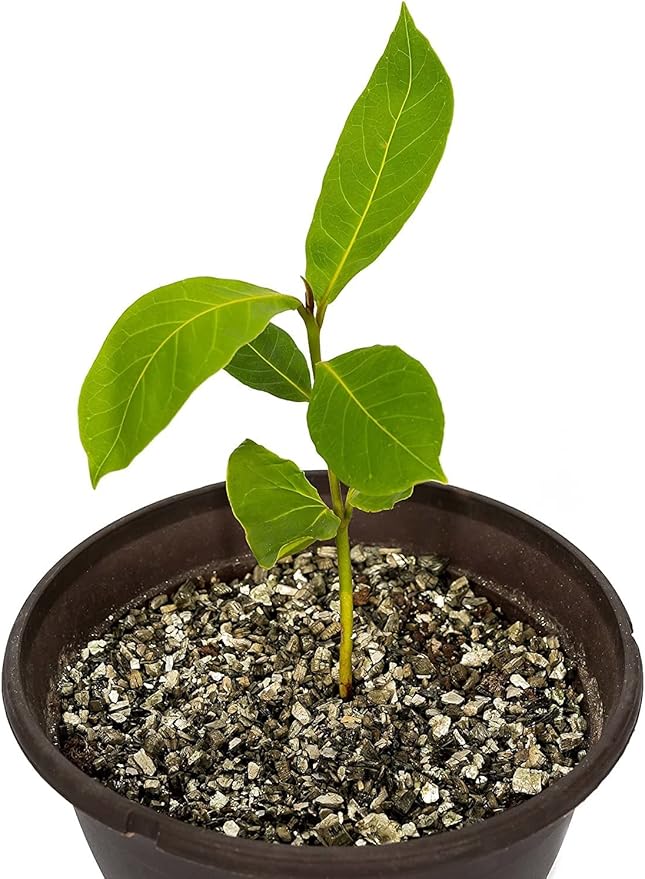 Horticultural Organic Vermiculite by GARDENERA - Medium Grade - Natural Soil Additive for Potted Plants, Orchids, Hydroponics, Terrariums (5 Quart)