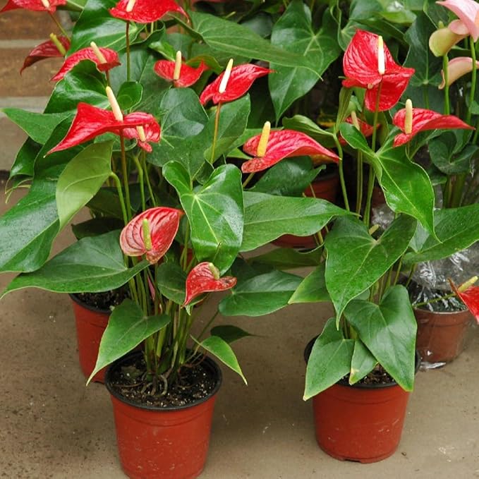 Organic Anthurium Soil Blend - Promote Strong Root Development and Beautiful Flowers - 20 QUARTS