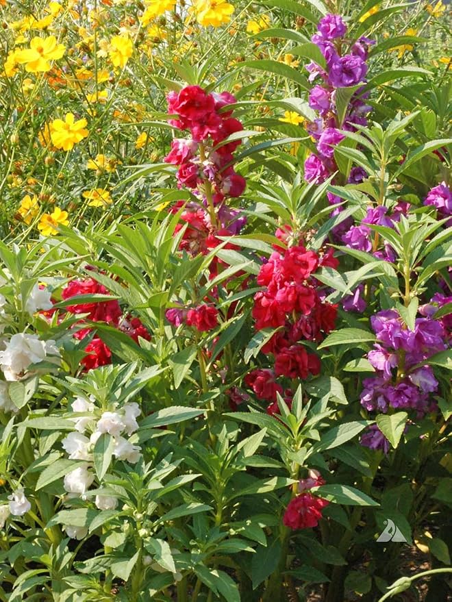 Premium Balsam Camellia Potting Soil Mix - Perfect Balance of Nutrients, Drainage, and Aeration for Thriving Blooms - 2 Quart