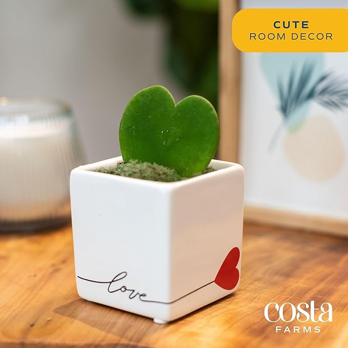 Costa Farms Hoya Heart Live Plant, Succulent-Like Houseplant in Cute Love Decor Plant Pot, Potting Soil, Live Plants Room Décor, Valentine's Day Gift For Mom, Birthday, Tabletop Size, 5-Inches Tall