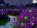 Solar Powered Firefly Lights, 9 LED Firefly Automated Pulsating String Light Chasing Firefly Lights Lantern Solar Outdoor Waterproof(2 Pack)