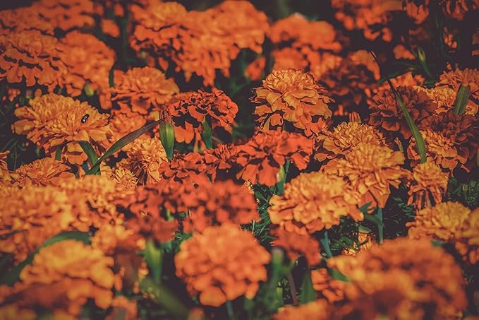 Set of 16 Heirloom Flower Seeds - Non-GMO - 16 Varieties - Assorted Flower Seeds - Individually Sealed Packs