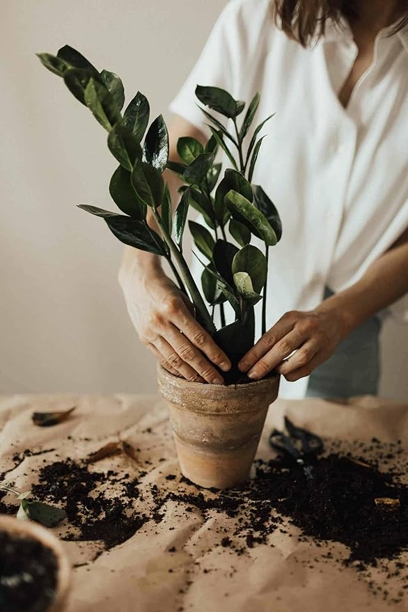 Premium ZZ Plant Ultra-Performance Potting Mix - Proven Formula for Thriving Zamioculcas - Enhances Elegance and Vigorous Growth - 1 Quart
