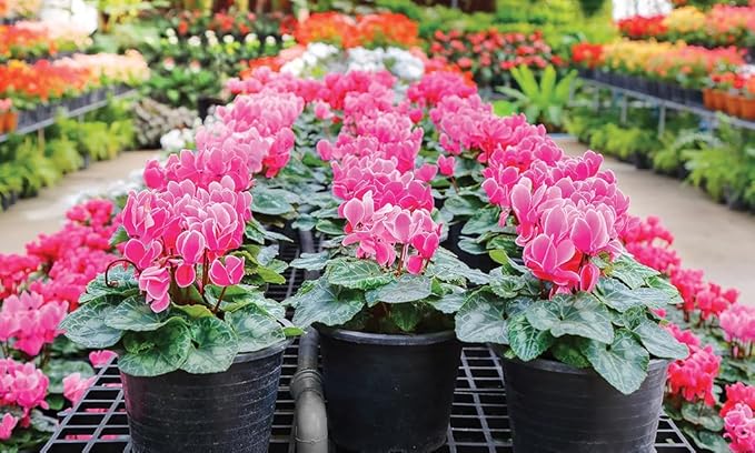 Premium Cyclamen Potting Soil Mix - Perfect Balance of Nutrients, Drainage, and Aeration for Thriving Blooms - 4 Quart