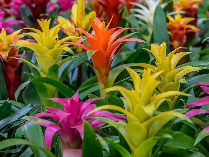 Organic Bromeliad Soil Blend - Enhance The Beauty and Resilience of Your Plants - 20 QUARTS