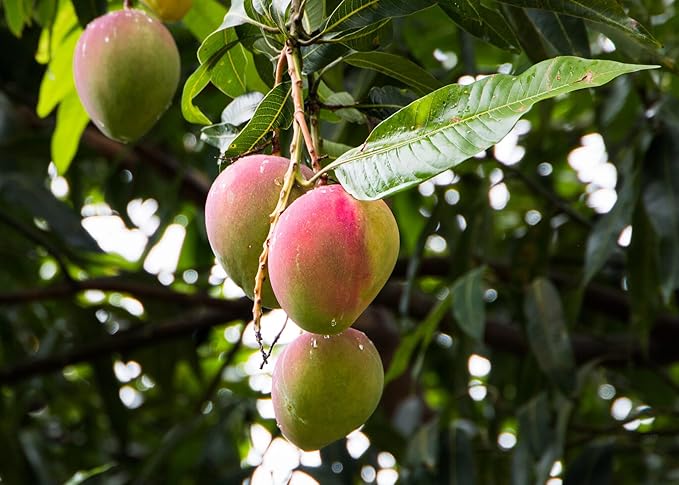 Premium Mango Tree Soil Mix by Gardenera - Stimulate Growth and Elevate Fruity Rewards with Nourishing Formula - 5 Quart, MAIN-MANGO-TREE-5QT