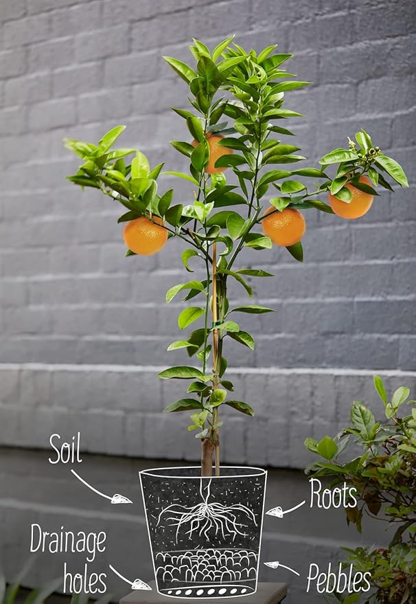 Citrus Tree Potting Soil Mix, Special Blend for Indoor Oranges, Lemons, Limes and More - (5 Quart Bag)