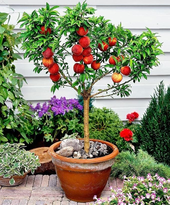 Premium Peach Potting Soil Mix - Optimal Nutrient-Rich Blend for Thriving and Juicy Peaches - 4 Quart
