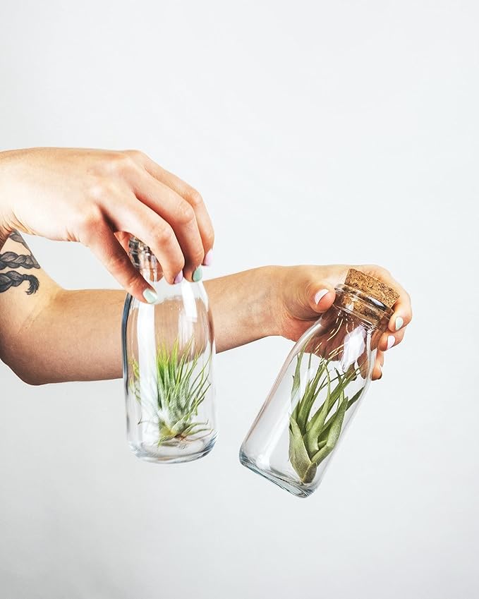 Shop Succulents | Assorted Collection of Live Air Plants, Hand Selected Variety Pack of Air Succulents | Collection of 8