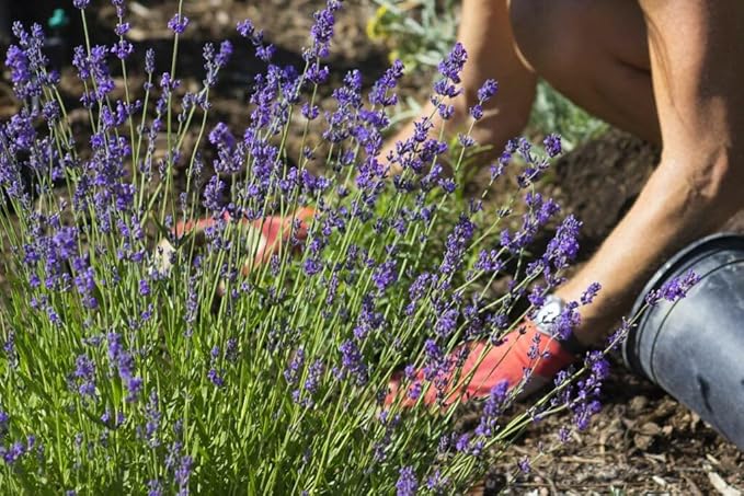 Lavender Potting Mix - Crafted for Superior Performance and Fragrance - 10 QUARTS