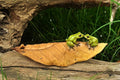 Top Collection Enchanted Story Garden Kissing Frogs on Leaf Outdoor Decor