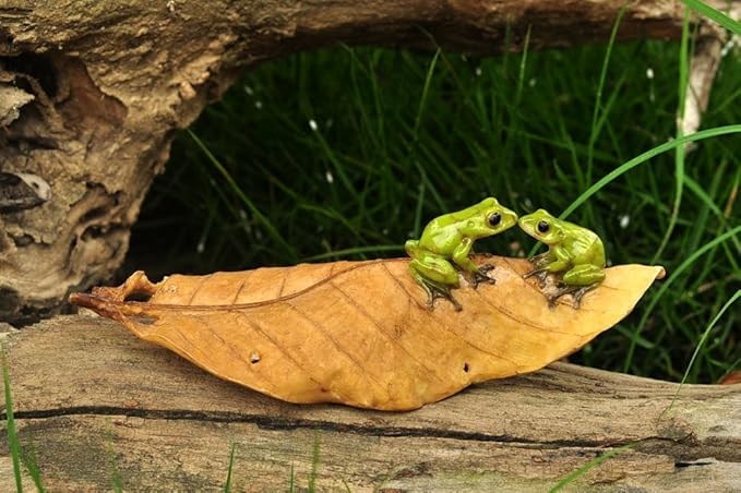 Top Collection Enchanted Story Garden Kissing Frogs on Leaf Outdoor Decor