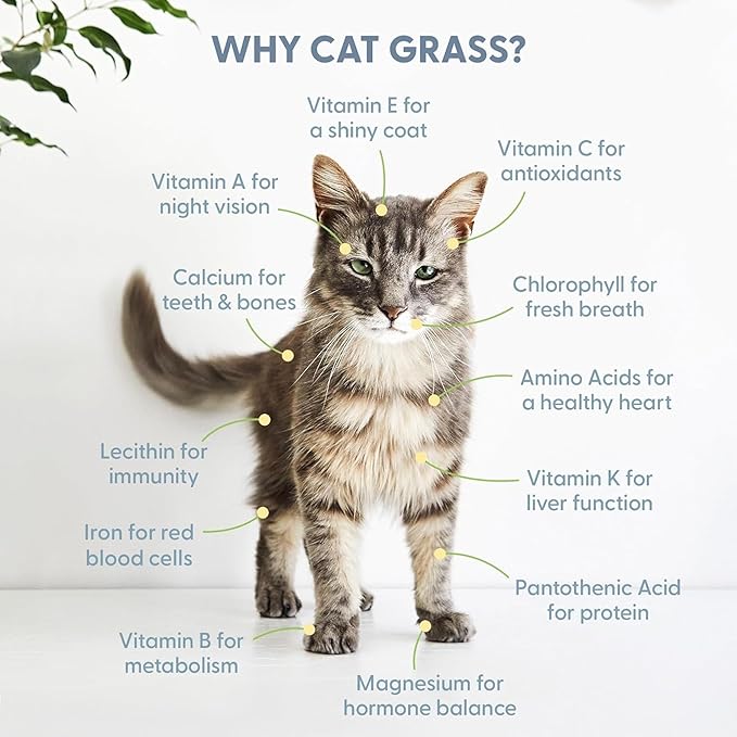 The Cat Ladies Organic Cat Grass Growing kit with Organic Seed Mix, Soil and Ceramic Planter with Bamboo Tray. Natural Hairball Control and Remedy for Cats