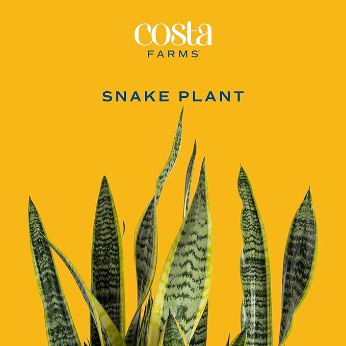 Costa Farms Snake, Sansevieria Mother-In-Law's Tongue in Mid-Century Modern Planter Stand Fits on Floor/Tabletops, Live Indoor Plant, 12-Inch Tall, Grower's Choice