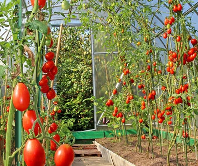 Garden Stakes 3/8" Dia 6 FT FRP Plant Supporting Stakes for Climbing Tomato Cucumber Strawberry Bean Tree, Pack of 10, Dark Green