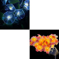 Solar Flowers Outdoor Waterproof - Petunia Blue Morning Glory Flowers&Solar Moth Orchid String Lights 12.5ft 10 LED Phalaenopsis Flower Solar Fairy Lights