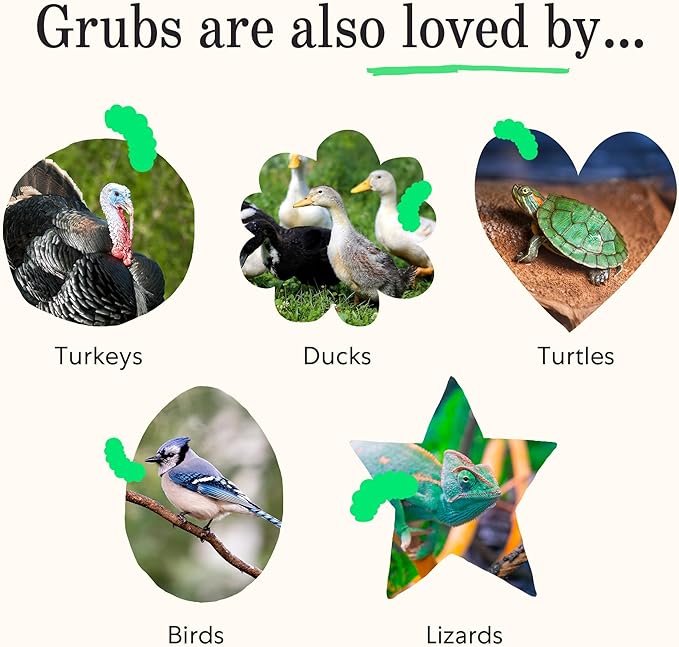 Grubblies - Switch from World Harvest to Hometown Harvest for Premium Chicken Nutrition - Grubblies World Harvest 5LB