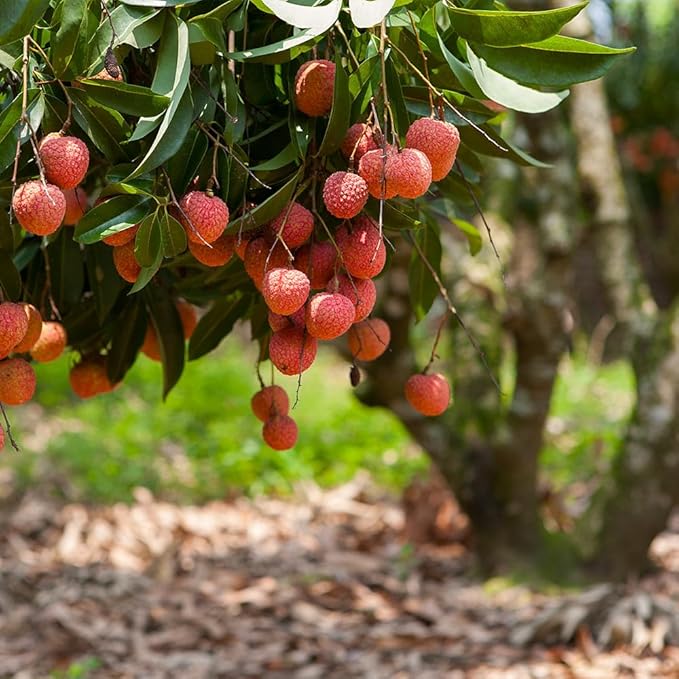 Premium Lychee Potting Soil Mix - Perfect Balance of Nutrients, Drainage, and Aeration for Thriving Lychee Trees - 2 Quart
