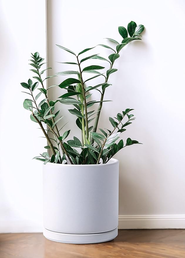 D'vine Dev 8 Inch Ceramic Planter Pot with Drainage Hole and Saucer, Indoor Cylinder Round Planter Pot, White, 94-O-D-1