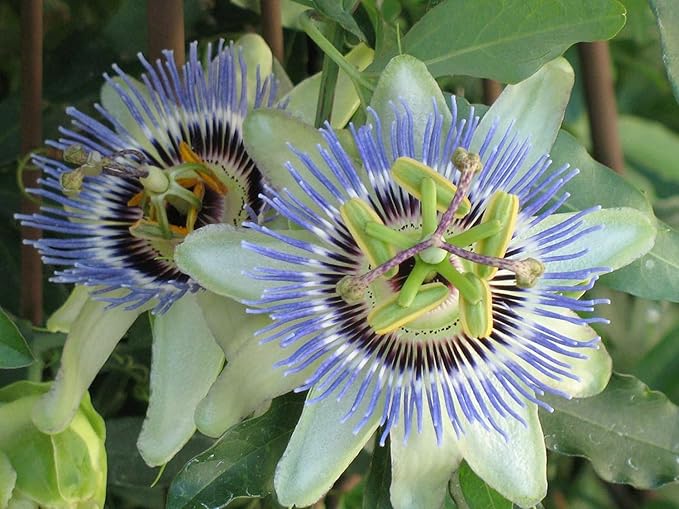Premium Passion Fruit Potting Soil Mix - Perfect Balance of Nutrients, Drainage, and Aeration for Thriving Passion Fruit Vines - 1 Quart