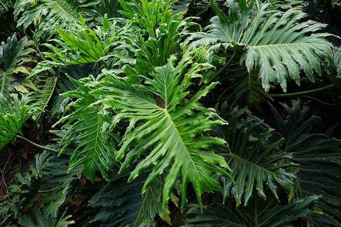 Premium Split Leaf Philodendron Potting Mix - Hand-Crafted with Optimal Nutrients for Healthy Growth - 1 Quart