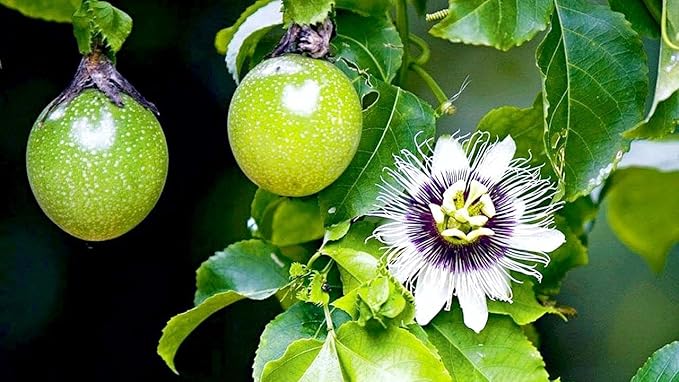 Premium Passion Fruit Potting Soil Mix - Perfect Balance of Nutrients, Drainage, and Aeration for Thriving Passion Fruit Vines - 2 Quart