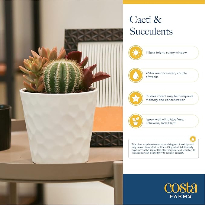 Costa Farms Echeveria, Mini Succulent Plant in Best Mom Ever Wood Decor Planter, Live Indoor Houseplant in Cute Cactus Decor, Great Mother's Day Gift