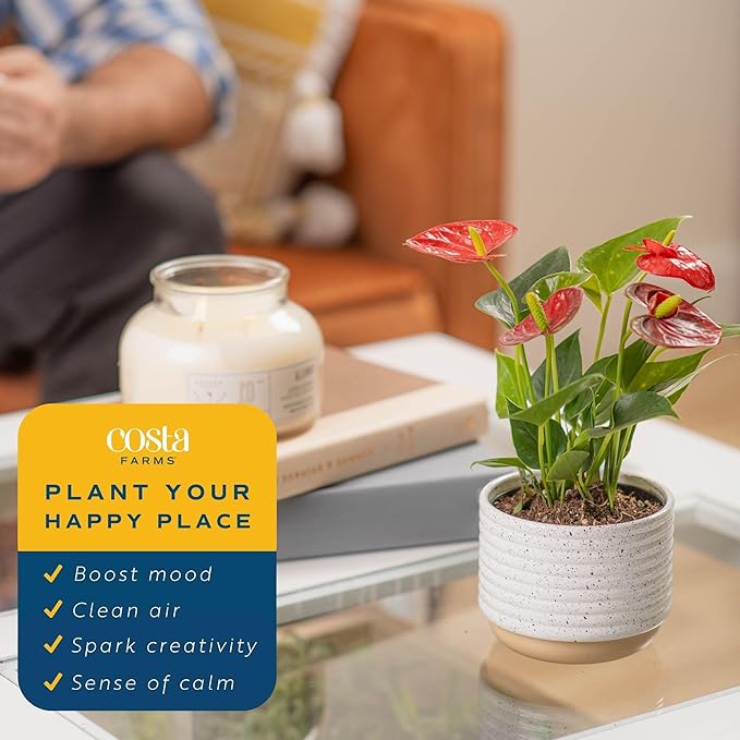 Costa Farms Anthurium, Live Indoor House Plant with Red Flowers, Easy Care Plant in Modern Plant Pot, 12-Inches Tall | Valentines Day Gift | Valentines Day Decoration
