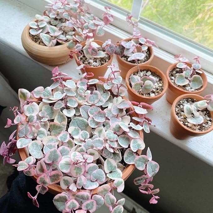 Terracotta Pots 4 inch, Pack of 12 Clay Pots for Plants, Small Terracotta Pots with Drainage Holes and Saucers, Mini Nursery Plant Pots for Succulents, Cactus, Indoor,Outdoor