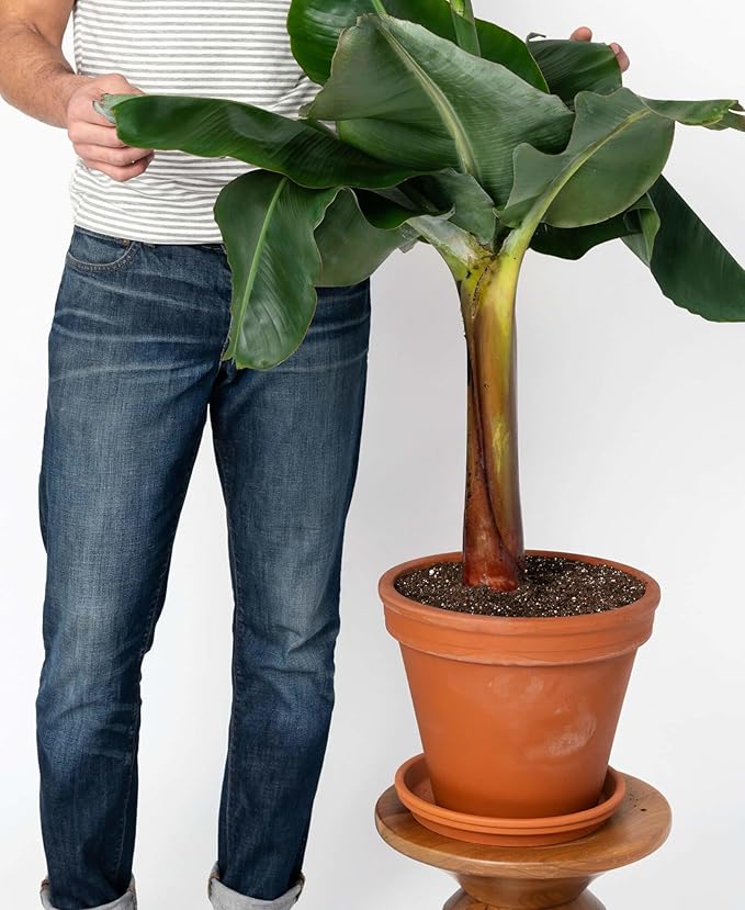 Premium Banana Tree Potting Mix - Expertly Formulated Blend for Optimal Growth and Fruit Production - Ideal for All Varieties of Banana Trees (2 Quart)