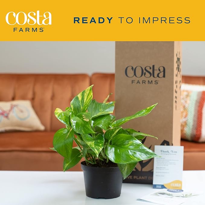 Costa Farms Golden Pothos Live Plant, Easy Care Indoor House Plant in Grower's Pot, Potting Soil, Great for Outdoor Hanging Planter or Basket, Housewarming Gift, Desk Decor, Room Decor, 10-Inches Tall