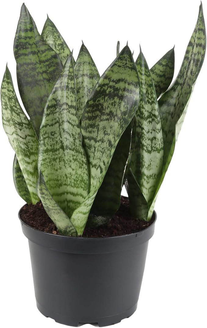 Premium Snake Plant Potting Soil Mix, Green Sansevieria Trifascatia Zeylanica Plants, Plant or Re-Pot Your Snake Plant - (2 Quart Bag)