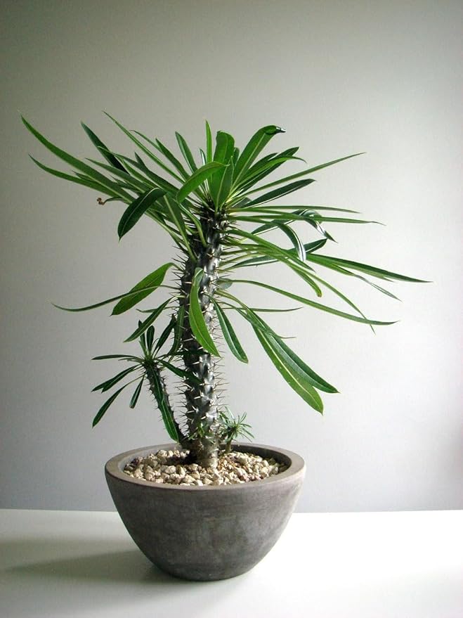 Madagascar Palm Potting Mix - Unlock Robust Growth and Striking Form with Our High-Performance Formula - 20 Quart